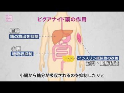 3-12. ビグアナイド薬【糖尿病3分間ラーニング】