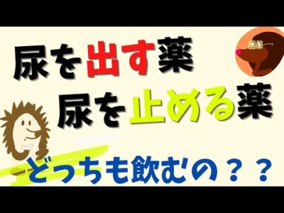 【泌尿器で聞いてみよう#4】尿を出す薬に止める薬、作る薬？全部飲むの？