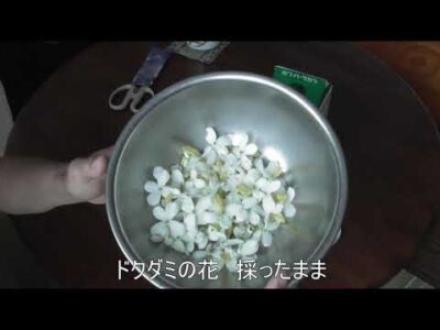 ドクダミで虫刺されの薬をつくる