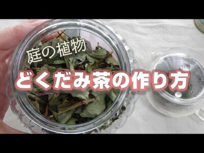 どくだみ茶の作り方　【庭の植物】【十薬】【どくだみ茶の淹れ方】【田舎暮らし】
