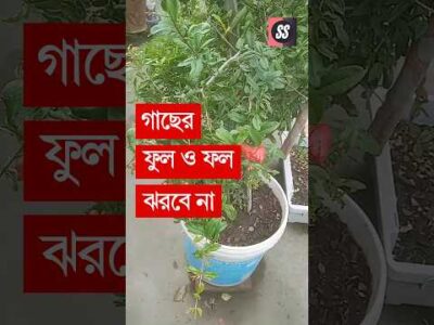 গাছের ফলন বাড়ানোর ওষুধ || Gache Folon Baranor Osud || Gacher Jotno || Ful Jhore Jay #short #shorts
