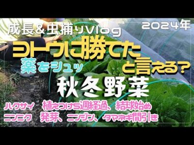 ヨトウムシ激減!薬で勝てたというのか…畑の虫チェックと菜の間引き