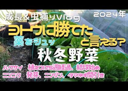 ヨトウムシ激減!薬で勝てたというのか…畑の虫チェックと菜の間引き