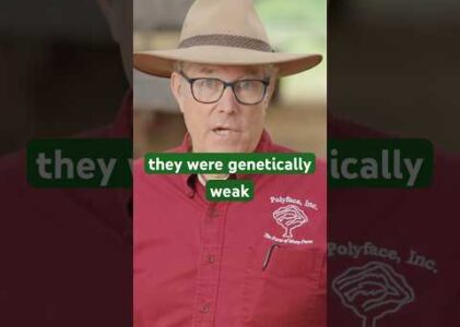 Joel Salatin’s cautionary story about selecting calves with poor genetics & using dewormer #farming