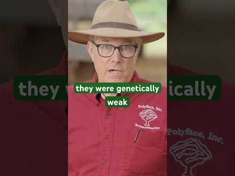 Joel Salatin’s cautionary story about selecting calves with poor genetics & using dewormer #farming